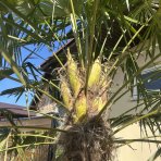 Palma konopná (Trachycarpus fortunei) - výška kmeňa 110-130 cm, celková výška 250-270 cm, kont. C70L (-17°C)